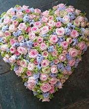 Blumen Kaiser Bild 12