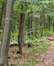 Die Hauptwege durch den FriedWald Bad Berka sind gut begehbar.