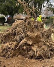 Owen's Tree Expert image 1