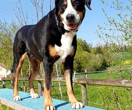 Hundeschule Guggisberg Bild 11