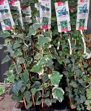 Jardinerie Delbard Le Puy en Velay image 17