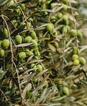 Finca Banyols, Vignette Collection by IHG imagen 6