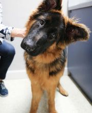 Animal Hospital of Dunedin image 9