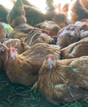 TiKa vom Moslerhof Bild 4