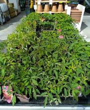 Bricomarché La Charité-Sur-Loire image 11