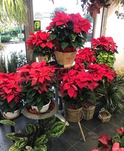 Acqua Flora image 20