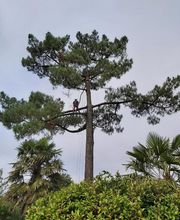 Hisse Et Haut Elagage image 4