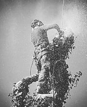 Franglais Soins Des Arbres image 9
