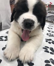 The Pet Wellness Group: Hebron image 11