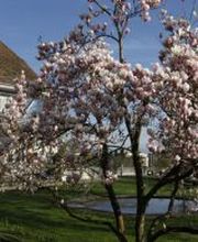 Stiftung Bächtelen Bild 8