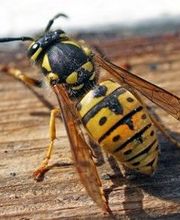 Dufour Gaetan A.E. image 6