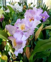 Odom's Orchids Inc image 7