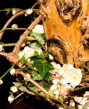 Allg. Bestattungsdienste Gerber AG Bild 5