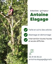 Antoine élagage image 2