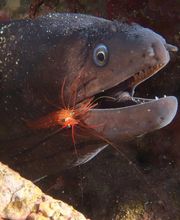 Divin' Giens image 8