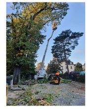 Dresdner Baumdienst Inh. A. Grau e.Kfr. Bild 1