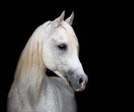 Tierfotografie Susanne Elendt Bild 8