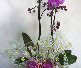 flores-regalo-03-g.jpg