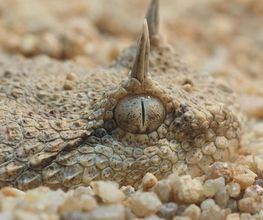 Reptiland image 9