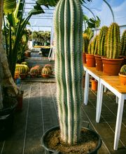 Cultur'Arbres image 6