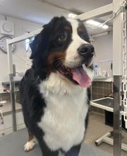 Concept Toilettage by Fabrice image 5