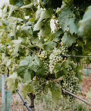 Sonnenhotel Weingut Römmert Bild 6