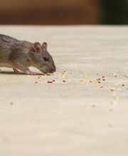 OPC Pest Services - Lake Barrington (Schopen) image 2