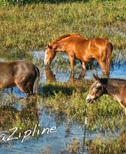 Koloa Zipline image 16