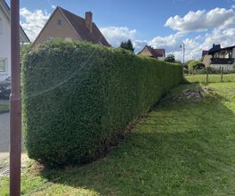IMG_9610.jpeg