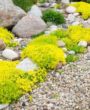 Garten- und Landschaftsbau Sven Olzmann Bild 2