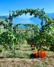 Union Vinicole de Cully - Espace de location Vinilingus Bild 1