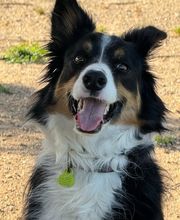 Adiestramiento Córdoba imagen 10