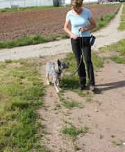 MenschUndHundZentrum Bild 36