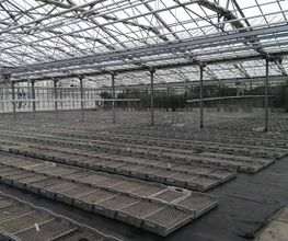 Jud Bio-Jungpflanzen AG Bild 4
