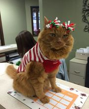 Apple Valley Veterinary Clinic image 2