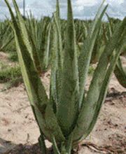 Weberchen & Lanza GbR Bild 2
