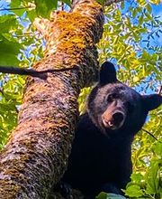 Sunrise Ridge Guide Service and Sporting Camps image 1