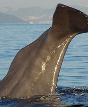 Turmares Tarifa imagen 1