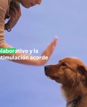 forosa2.png