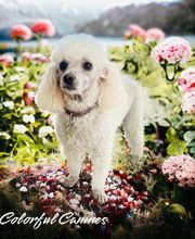 Colorful Canines image 6