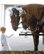 Kutschenerlebnis Bild 3