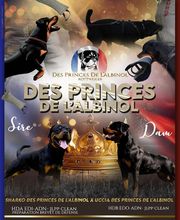 Elevage Des Princes De L'albinol image 3