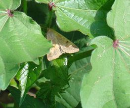 raysa-andujar-sa-polilla-01.jpg