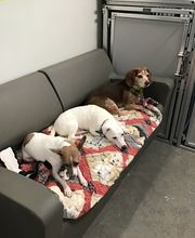 A Dog's World image 4