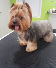 DogShine image 6