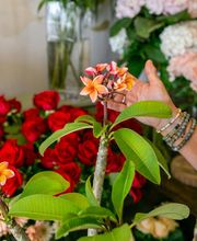 Les Fleurs de Cuers image 18