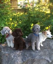 Hundesalon Emmensteg Bild 1