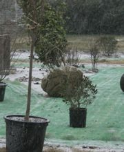 Browder-Hite image 5