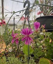 Ralf Paul Pelargonien (Para's) Bild 4