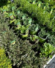 Gärtnerei Vogel Bild 1